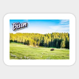 Bison at Yellowstone Sticker